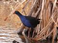 Pukeko closeup 2